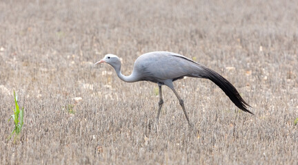 Blue Crane, National Bird of South Africa, Eastern Cape