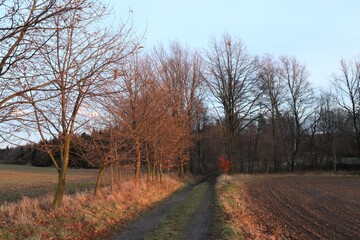 Fototapeta na wymiar Forest path in autumn. Fallen golden autumn leaves.