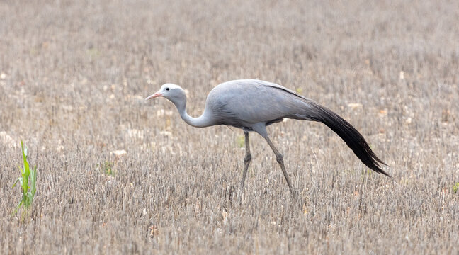 Blue Crane, National Bird Of South Africa, Eastern Cape