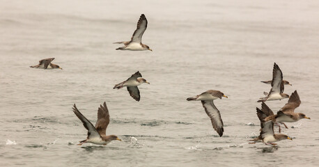 Flock of Cory's Shearwaters in motion, South Africa