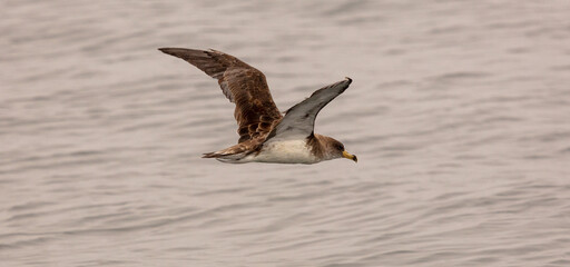 Cory's Shearwater in flight, South Africa