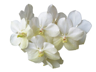 Fototapeta na wymiar White orchid vanda (Princess Mikasa) isolated on white.