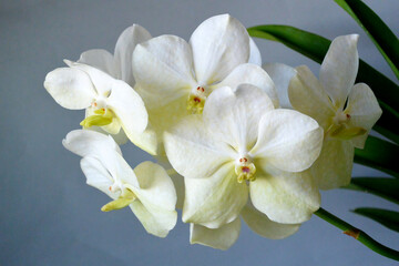 Naklejka na ściany i meble Bouquet of beautiful white orchid vanda on gray background.
