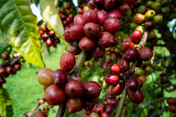 close up of coffee cherry in coffee tree