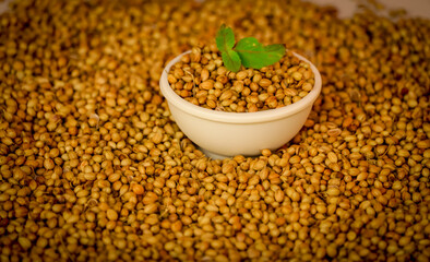 dried coriander seeds in the plastic white bowl on green coriander leaf beautiful view,