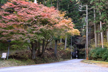 紅葉とトンネル