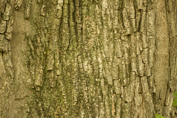 Nature background natural Wood texture. Aging skin