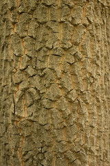 Nature background natural Wood texture. Aging skin