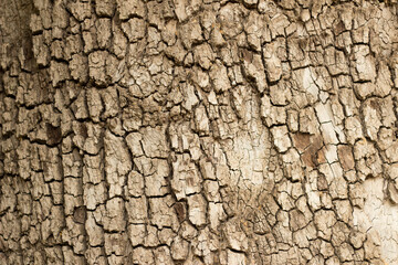 Nature background natural Wood texture. Aging skin