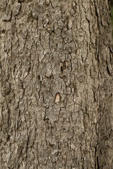 Nature background natural Wood texture. Aging skin