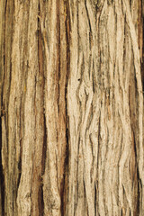 Nature background natural Wood texture. Aging skin