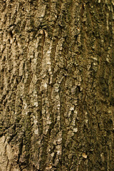 Nature background natural Wood texture. Aging skin