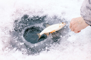 The common roach or Rutilus rutilus next to the hole in the ice.