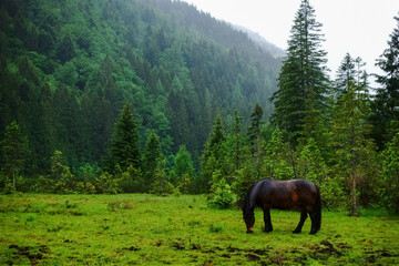 Fototapeta premium dark brown horse eats on a green meadow in the mountains