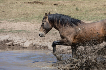 Wild Horse in a Pond in the Utah Desert in Spring