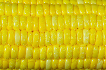 ripe yellow corn as a texture
