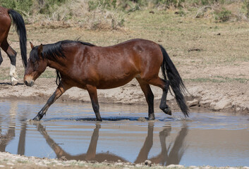 Wild Horse in a Pond in the Utah Desert in Spring