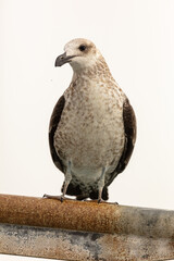 Juvenile Kelp Gull