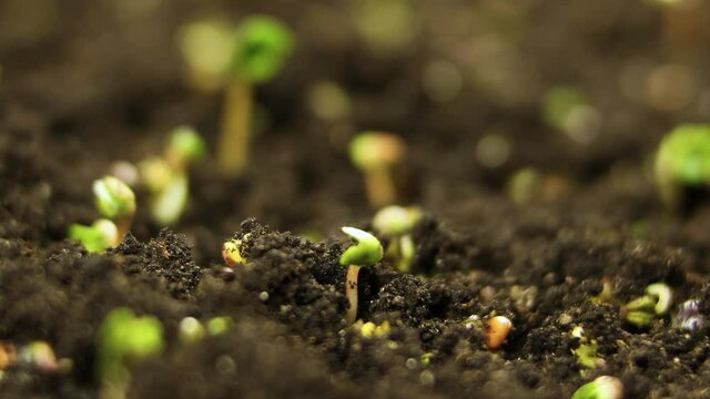 Time lapse of vegetable seeds growing or sprouting from the ground.