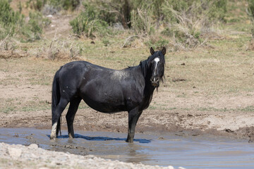 Wild Horse in a Pond in the Utah Desert in Spring