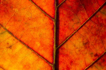 Close up photo of Autumn Leaf with bright colors and texture