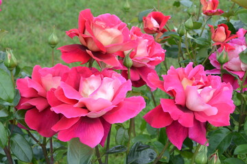 Beautiful aroma garden rose on a green background. Stock illustration for your romantic design.