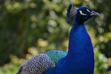 Obraz premium Pavone