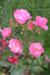 Beautiful aroma garden rose on a green background. Stock illustration for your romantic design.