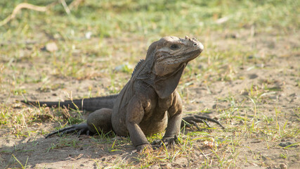 IGUANAS RINOCERONTE DE LA HISPANIOLA GROUPED ON THE ROAD IN LAS DUNAS DE PERAVIA NATIONAL PARK SOUTH OF THE DOMINICAN REPUBLIC