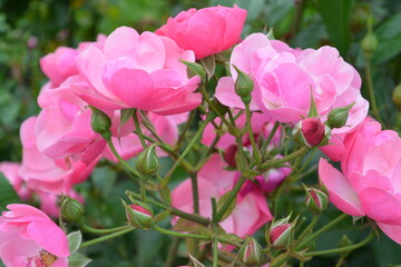 Beautiful aroma garden rose on a green background. Stock illustration for your romantic design.