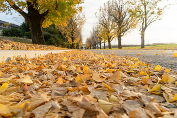 イチョウの落ち葉