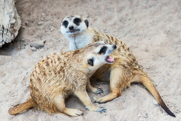 Meerkat watches the impending dangers.