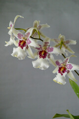 orchid - beallara Tahoma Glacier