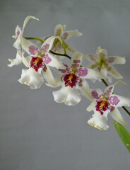 orchid - beallara Tahoma Glacier
