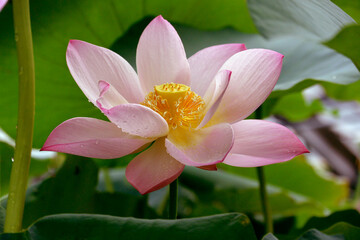 Brightly blooming lotus. Beautiful lotus flower background, natural background.