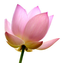 Brightly blooming lotus. Beautiful lotus flower background, natural background.