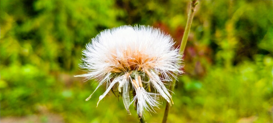 dandelion on grass