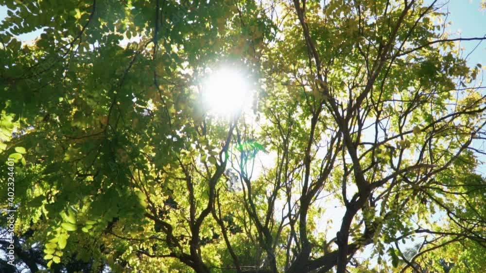 Aufkleber view from below of the branches of a tree with rays of sun passing through the foliage - low angle s