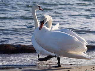 White Swans / Cygnus olor / on the seashore on a beautiful sunny day