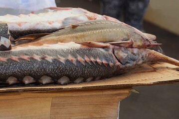  large brown fish of raw sturgeon lie on brown table in the market