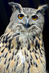 Close up portrait of an eagle-owl.