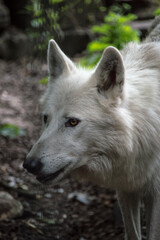 Fototapeta premium Portrait of a white wolf 