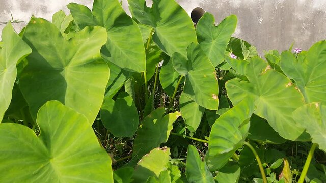 The leaves of Colocasia swaying in the wind. Colocasia&nbsp;is a&nbsp;genus of&nbsp;flowering plants&nbsp;in the family&nbsp;Araceae. Its other names elephant-ear, cocoyam, large-leaved genera, notably&nbsp;Xanthosoma&nbsp;and&nbsp;Caladium