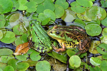Detail portrait of frogs in the pond. Stock photo of animals in the nature habitat.