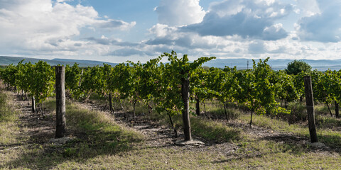 Fototapeta na wymiar Young vineyard of the Krasnodar winery