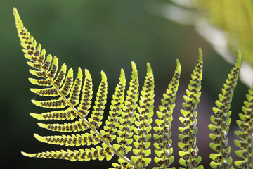 Green bracken fern frond, eagle fern, Pteridium aquilinum, underside showing sori and spores, sunlit with background blur, closeup © Jackie