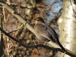 female blackbird (Turdus merula)