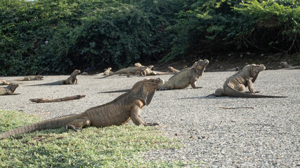 IGUANAS RINOCERONTE DE LA HISPANIOLA GROUPED ON THE ROAD IN LAS DUNAS DE PERAVIA NATIONAL PARK SOUTH OF THE DOMINICAN REPUBLIC