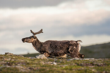 reindeer in the mountains