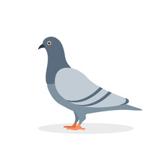 Pigeon bird isolated on white background. Pigeon cartoon character design.  Animal design. Vector stock